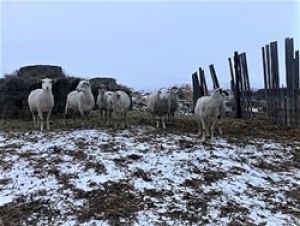 Bred Rideau Arcott Cross Ewe