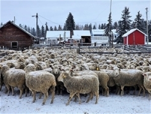 Bred Polypay Ewe