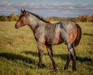 DIXON RANCHING - RCD Master Drift
