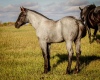 DIXON RANCHING - RDC Sugar Badger