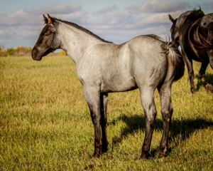 DIXON RANCHING - RDC Sugar Badger