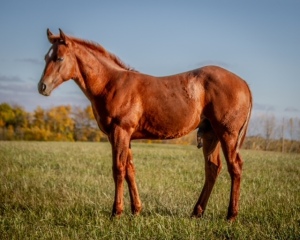 DIXON RANCHING - RCD Blue Boon Shake