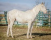 DIXON RANCHING - RCD Zannies Ghost