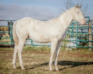 DIXON RANCHING - RCD Zannies Ghost