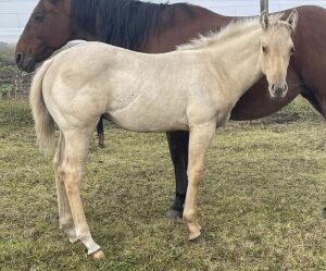 LoneRidge Quarter Horse Colt