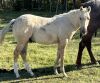 LoneRidge Quarter Horse Colt