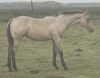 LoneRidge Quarter Horse Filly