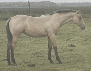 LoneRidge Quarter Horse Filly
