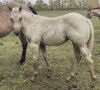 LoneRidge Quarter Horse Filly