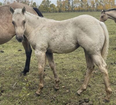 LoneRidge Quarter Horse Filly