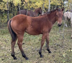 LoneRidge Quarter Horse Filly
