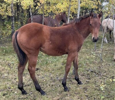 LoneRidge Quarter Horse Filly