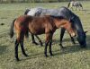 LoneRidge Quarter Horse Filly
