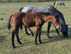 LoneRidge Quarter Horse Filly