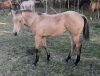 LoneRidge Quarter Horse Filly