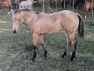 LoneRidge Quarter Horse Filly