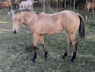 LoneRidge Quarter Horse Filly