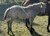LoneRidge Quarter Horse Filly