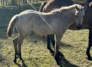 LoneRidge Quarter Horse Filly