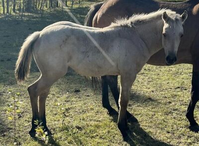 LoneRidge Quarter Horse Filly