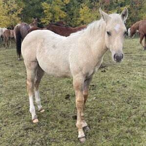LoneRidge Quarter Horse Filly