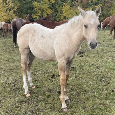 LoneRidge Quarter Horse Filly