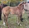 LoneRidge Quarter Horse Filly