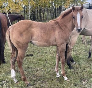 LoneRidge Quarter Horse Filly