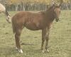 LoneRidge Quarter Horse Filly