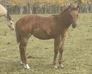 LoneRidge Quarter Horse Filly