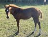LoneRidge Quarter Horse Filly