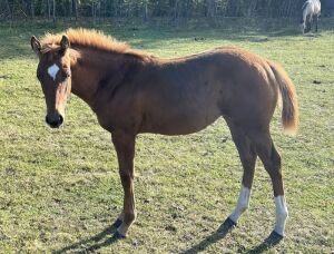 LoneRidge Quarter Horse Filly