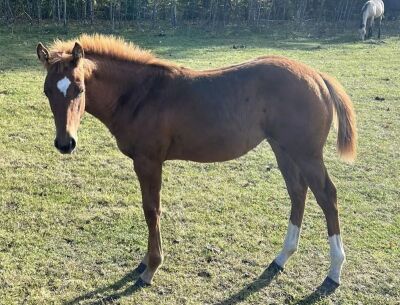 LoneRidge Quarter Horse Filly