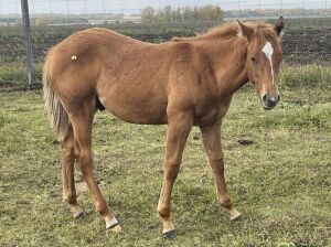 LoneRidge Quarter Horse Colt