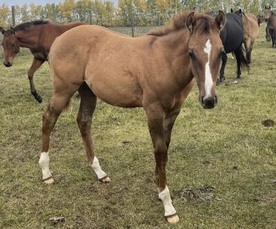 LoneRidge Quarter Horse Colt