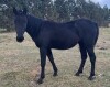 LoneRidge Quarter Horse Filly