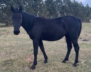LoneRidge Quarter Horse Filly
