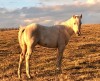R Bar Ranch Colt