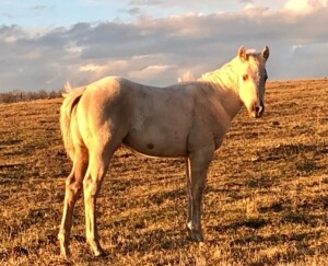 R Bar Ranch Colt