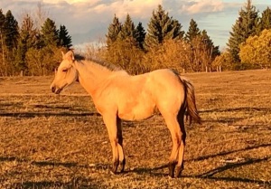 R Bar Ranch Filly