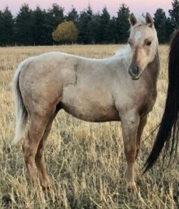 R Bar Ranch Colt