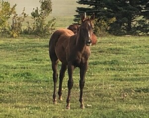 R Bar Ranch Filly