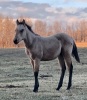 R Bar Ranch Colt