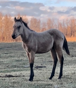 R Bar Ranch Colt