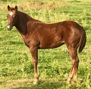 R Bar Ranch Filly