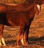R Bar Ranch Colt