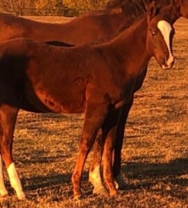 R Bar Ranch Colt