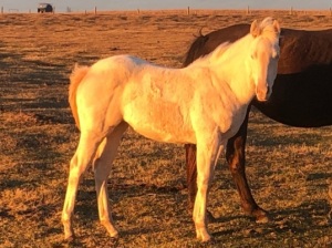 R Bar Ranch Filly