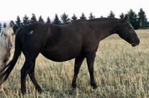 R Bar Ranch Mare - Miss Lena Hotrodder