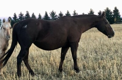 R Bar Ranch Mare - Miss Lena Hotrodder